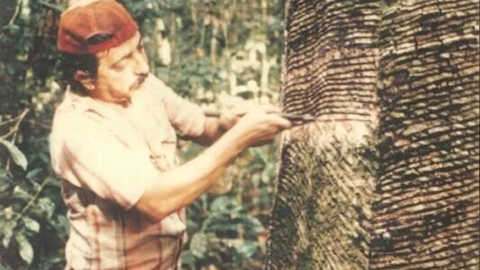 CHICO MENDES E A POLÍTICA AMBIENTAL